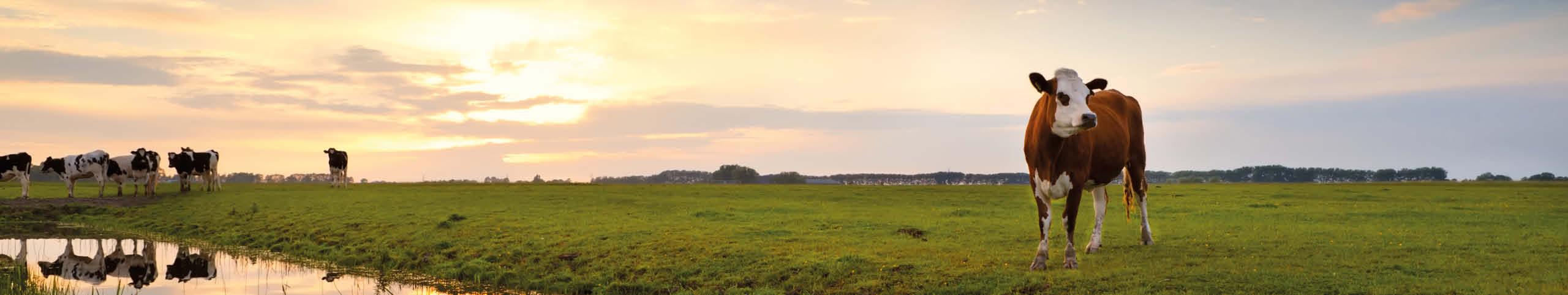 Banner Groningen - Nederland